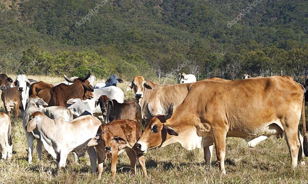 Chăn nuôi gia súc - Xu hướng chủ đạo trong chuyển đổi cơ cấu chăn nuôi ở Việt Nam