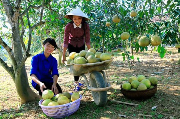 Xã Đại Minh: xây dựng mô hình kinh tế điểm làm động lực thực hiện nông thôn mới kiểu mẫu