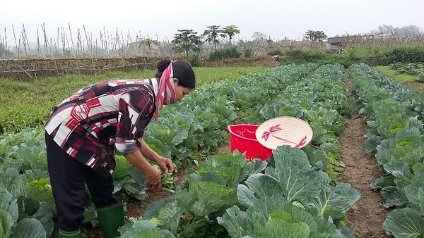 Xã Tuy Lộc: Trên lộ trình xây dựng nông thôn mới nâng cao