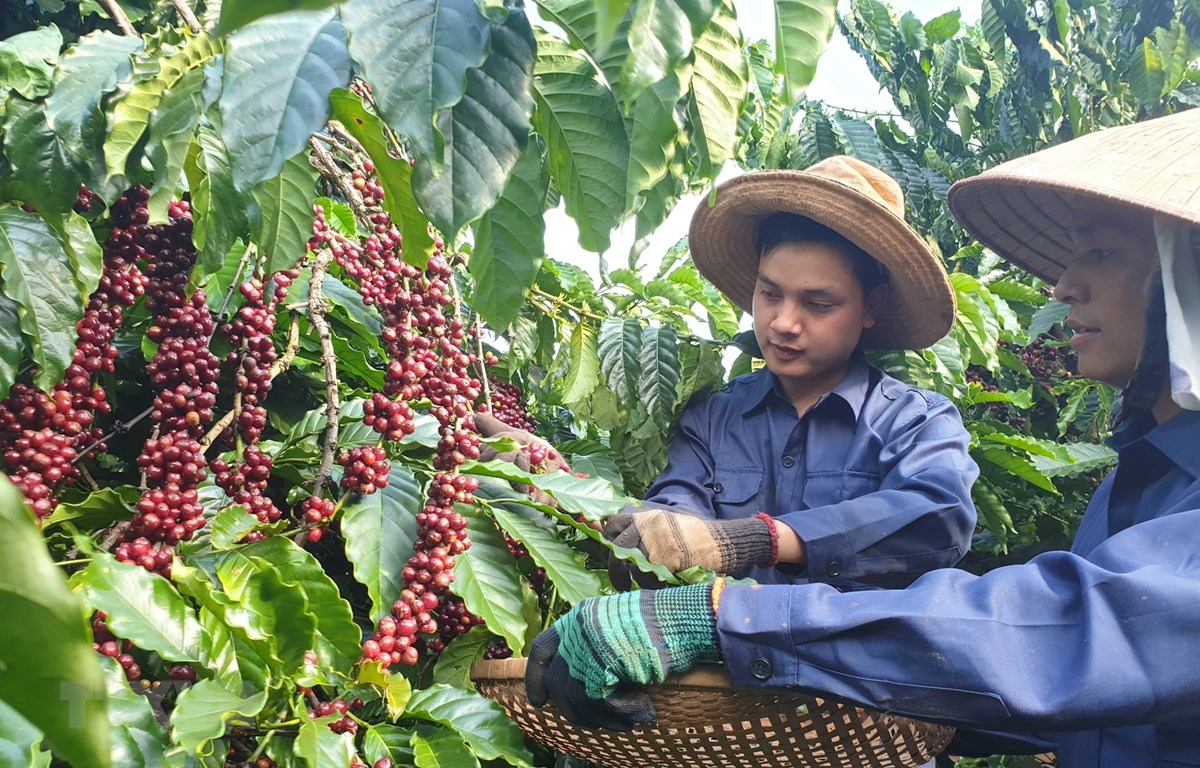 Cà phê Việt - Thách thức phát triển thị trường xuất khẩu