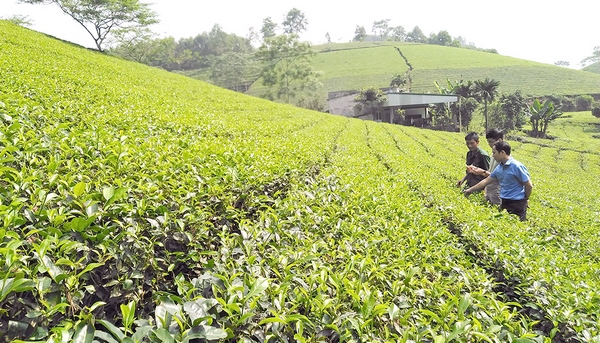 Phú Thọ: Thành quả bước đầu của quá trình tái cơ cấu ngành nông nghiệp