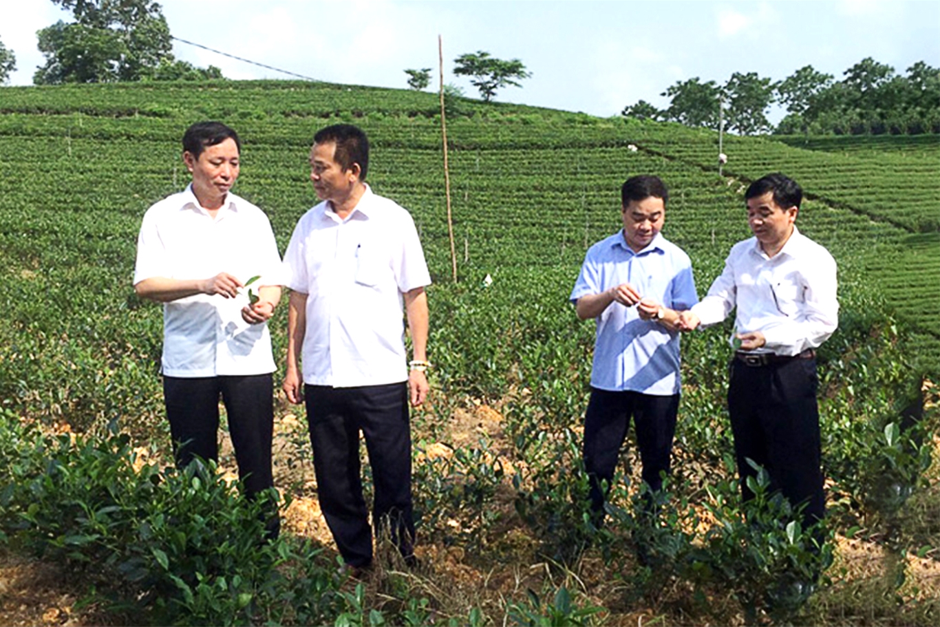 Sức bật mới từ ngành nông nghiệp Thái Nguyên 5