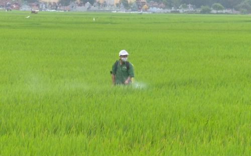 Thái Bình:  Tập trung sản xuất vụ xuân