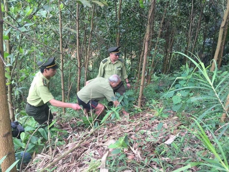 Thái Nguyên: tăng cường công tác quản lý bảo vệ rừng và phòng chống chữa cháy rừng 3