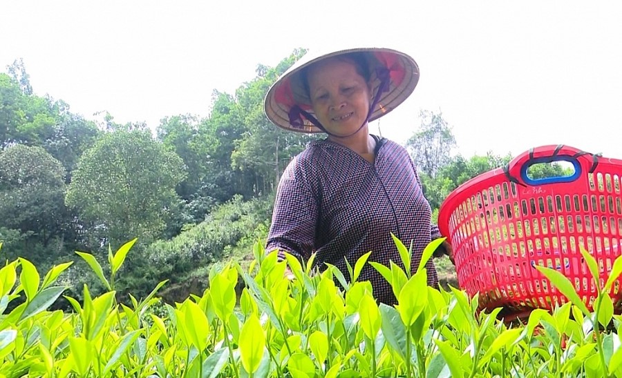 Thái Nguyên: Tín dụng chính sách xã hội đóng góp tích cực vào phát triển kinh kế xã hội và giảm nghèo bền vững 4