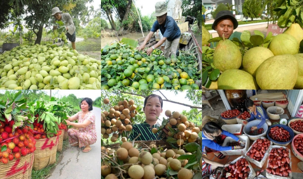 Nâng tầm thương hiệu trái cây Việt