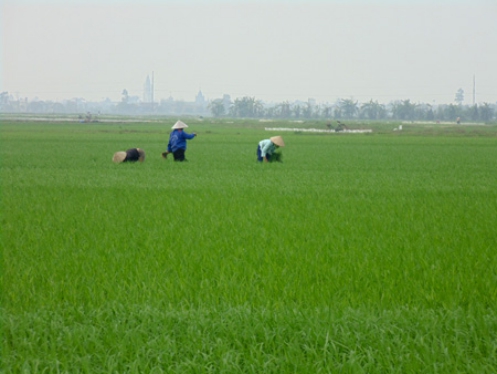 Thái Bình:  Toàn tỉnh đã gieo trồng được 75.432 ha lúa xuân sinh trưởng, phát triển tốt