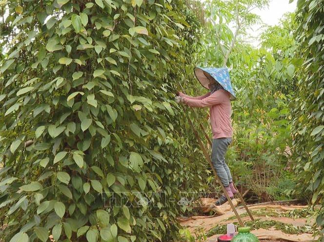 Xuất khẩu hồ tiêu giảm lượng nhưng tăng giá trị