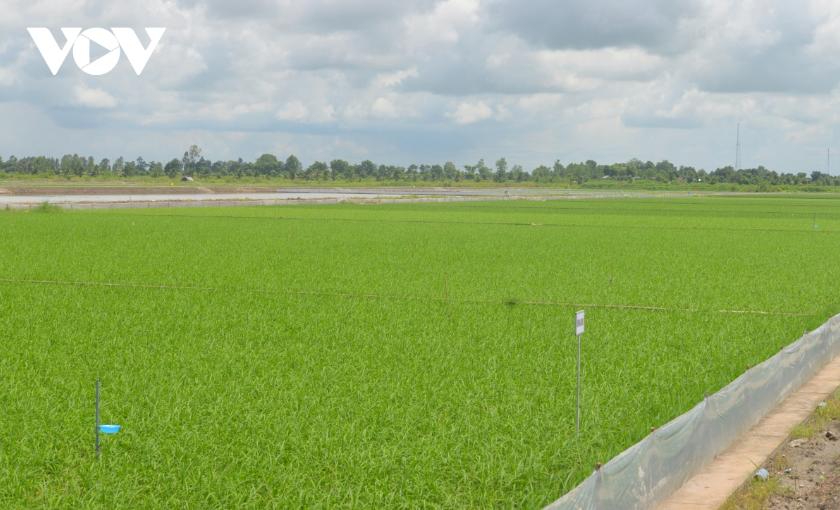 Xuất khẩu khởi sắc cơ hội để khẳng định thương hiệu gạo Việt Nam