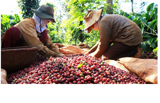 Cà phê Việt chinh phục kỷ lục mới