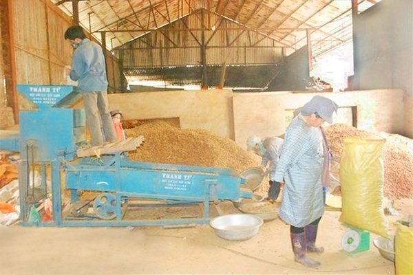 Công ty TNHH Nông lâm nghiệp Hà Quảng: Liên kết với nông dân xây dựng chuỗi giá trị