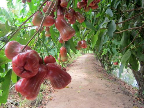 Đồng bằng sông Cửu Long: Sản xuất và xuất khẩu cây ăn trái bền vững