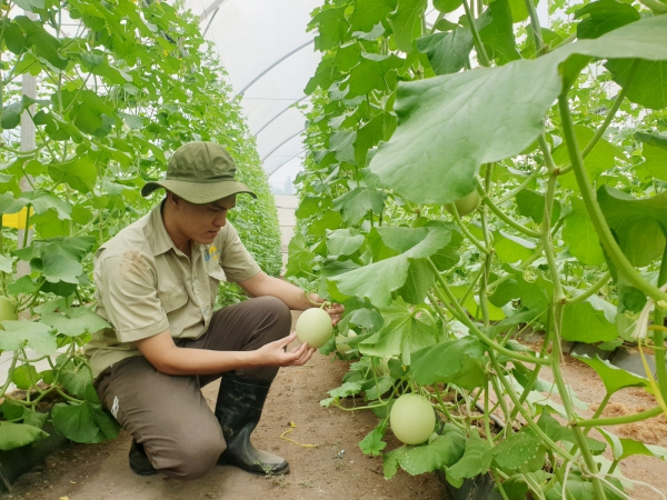 Giải pháp hỗ trợ cho doanh nghiệp nông nghiệp ứng dụng công nghệ cao