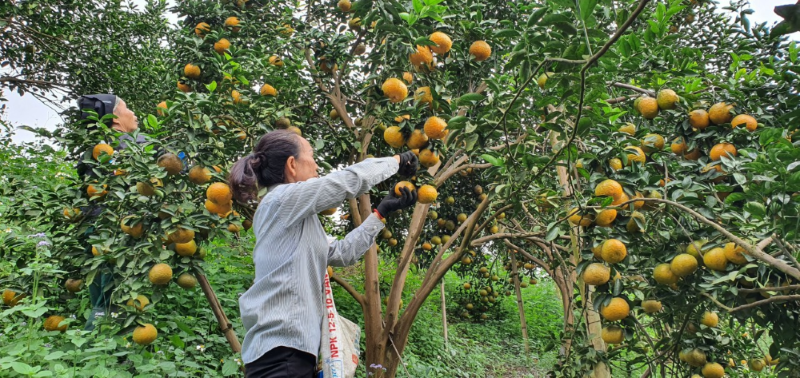 Huyện Bắc Quang: Hướng tới mục tiêu phát triển toàn diện và bền vững