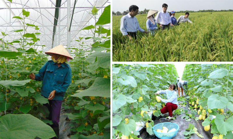 Nông nghiệp, nông dân và nông thôn tỉnh Bắc Giang: Nhìn từ kết quả cuộc điều tra nông thôn, nông nghiệp giữa kỳ 2020