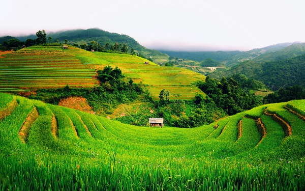 Nông nghiệp Việt Nam năm 2020 bản lĩnh vượt khó giành thắng lợi