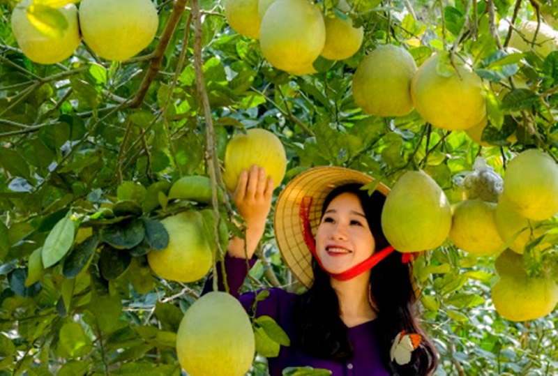 Phú Thọ - Những thành tựu nổi bật về phát triển nông nghiệp, nông thôn và xây dựng nông thôn mới