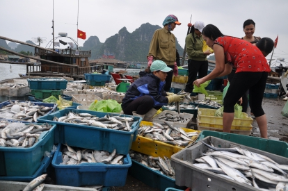 Quảng Ninh: Sản lượng khai thác và nuôi trồng thủy sản tăng