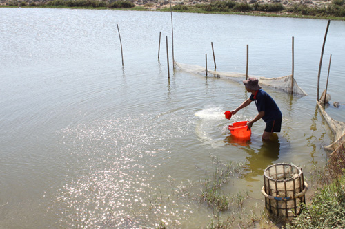 Thừa Thiên - Huế: Sản xuất nuôi trồng thủy sản quý I/2020 tăng khá