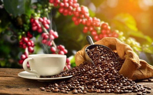 Xuất khẩu cà phê sang Bắc Âu - Tiềm năng và thách thức