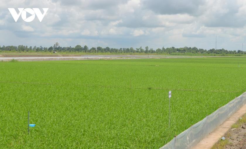 Xuất khẩu khởi sắc cơ hội để khẳng định thương hiệu gạo Việt Nam