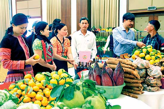 Công ty TNHH Nông nghiệp Tô Hiệu - Sơn La góp phần đưa nông nghiệp sơn la phát triển bền vững 1