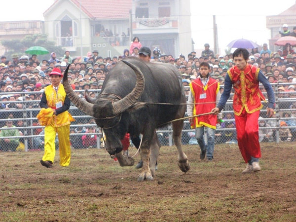 Lễ hội Chọi trâu - Tôn vinh tinh thần thượng võ của người Việt