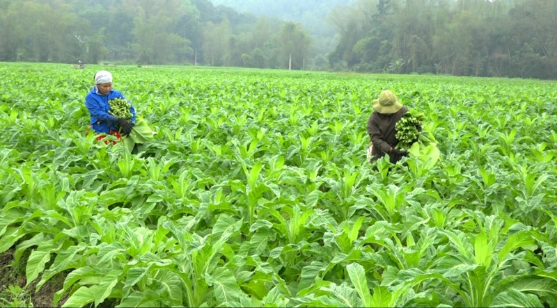 Cao Bằng: Phát triển nông nghiệp để phát triển kinh tế, nâng cao đời sống cho đồng bào dân tộc thiểu số
