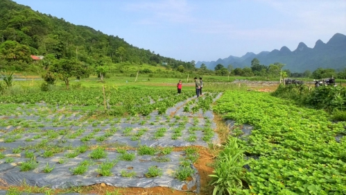 Hà Giang:  Mô hình cải tạo vườn tạp giúp bà con dân tộc thiểu số phát triển kinh tế 1
