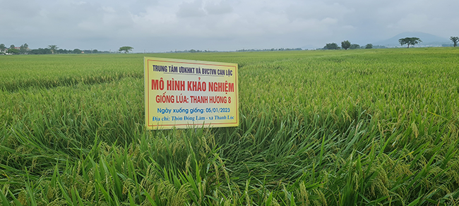 Huyện Can Lộc tổ chức đánh giá năng suất, sản lượng các loại cây trồng vụ xuân năm 2023 4