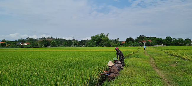 Huyện Can Lộc tổ chức đánh giá năng suất, sản lượng các loại cây trồng vụ xuân năm 2023 5