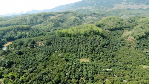 Năm 2023, Việt Nam đã bán thành công 10,3 triệu tín chỉ carbon rừng