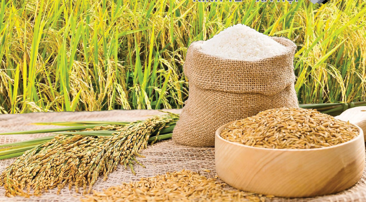Tăng cường xuất khẩu gạo nhưng vẫn đảm bảo an ninh lương thực 1