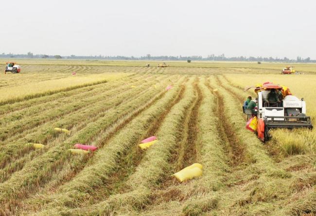 Tình hình sản xuất lúa, ngô tại Vĩnh Long tháng 10 và 10 tháng năm 2023