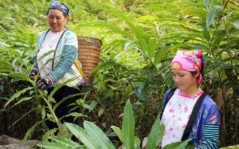 Cao Bằng: Phát triển nông nghiệp để phát triển kinh tế, nâng cao đời sống cho đồng bào dân tộc thiểu số
