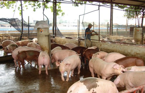 Chăn nuôi an toàn sinh học - giải pháp bền vững để kiểm soát dịch