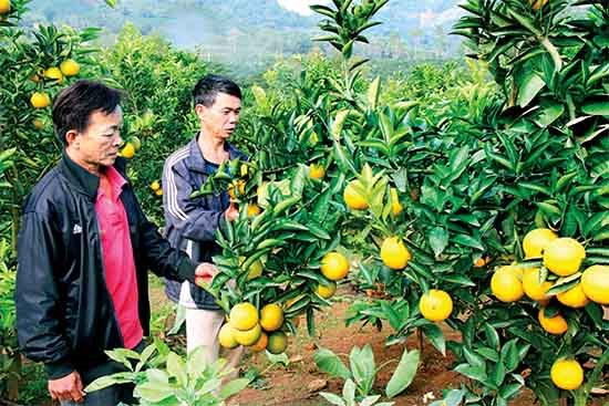 Công ty TNHH Nông nghiệp Tô Hiệu - Sơn La góp phần đưa nông nghiệp Sơn La phát triển bền vững