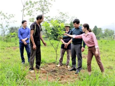 Hà Giang:  Mô hình cải tạo vườn tạp giúp bà con dân tộc thiểu số phát triển kinh tế