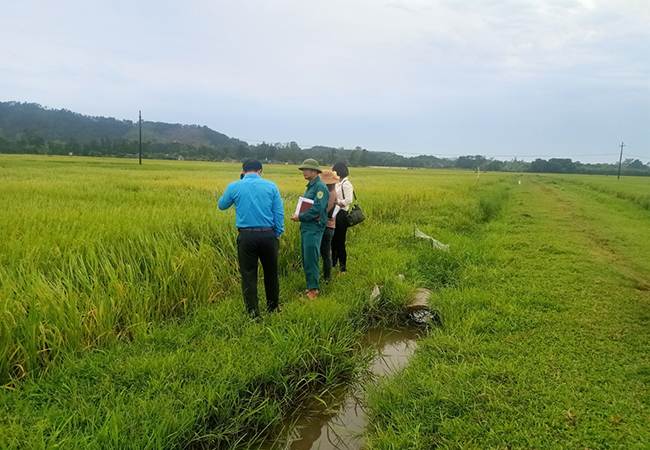 Huyện Can Lộc tổ chức đánh giá năng suất, sản lượng các loại cây trồng vụ xuân năm 2023