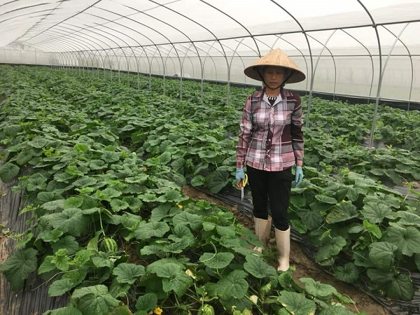 Huyện Kiến Thụy – Đẩy mạnh tái cơ cấu ngành Nông nghiệp gắn với XDNTM kiểu mẫu