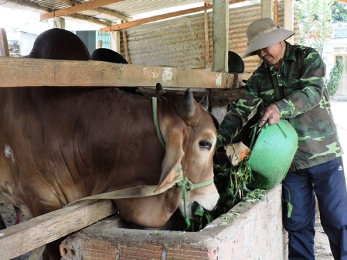 Kon Tum:  Chăn nuôi gia súc, gia cầm phát triển ổn định