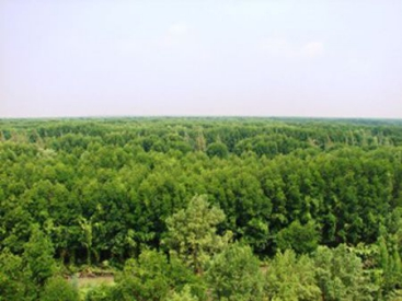 Lâm Đồng: Trồng mới rừng tập trung ở các loại hình kinh tế