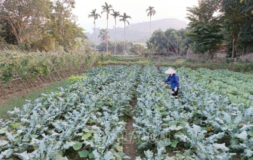 Lào Cai: Đẩy mạnh chăm sóc, thu hoạch cây trồng vụ Đông, triển khai kế hoạch sản xuất vụ Xuân 2024 và tăng cường bảo vệ rừng 
