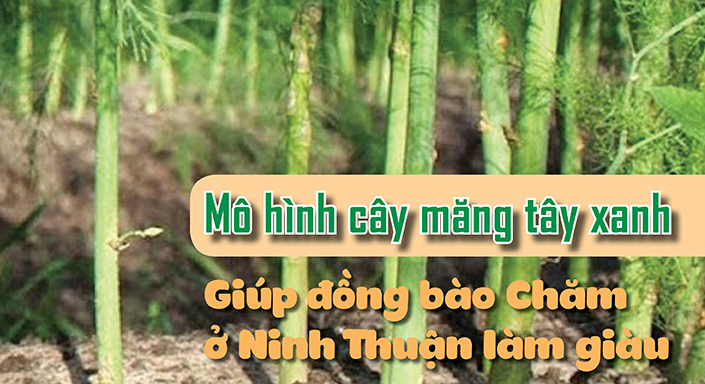 Mô hình cây măng tây xanh giúp đồng bào Chăm ở Ninh Thuận làm giàu
