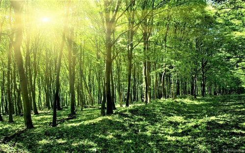 Nâng cao chất lượng rừng nhằm bảo tồn hệ sinh thái rừng  và phòng, chống thiên tai 