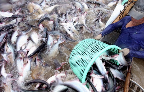 Ngành cá tra Việt Nam giữ vững đà tăng trưởng