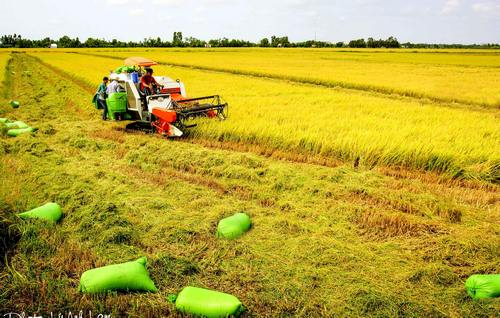 Sản xuất lúa Đông xuân tại Đồng bằng sông Cửu Long ngày càng nhiều nỗi lo
