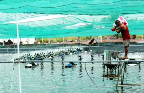 Sản xuất thủy sản tháng  1/2024 trên địa bàn tỉnh Đồng Nai tương đối thuận lợi