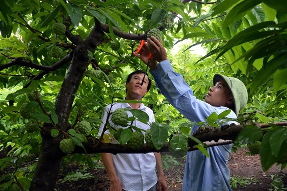 Sơn La: Những thành tựu nổi bật trong phát triển nông nghiệp, nông thôn