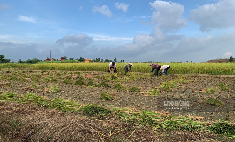 Thái Bình tiếp tục tập trung hoàn tất thu hoạch lúa Mùa  và gieo trồng các loại cây màu vụ Đông, đảm bảo khung thời vụ